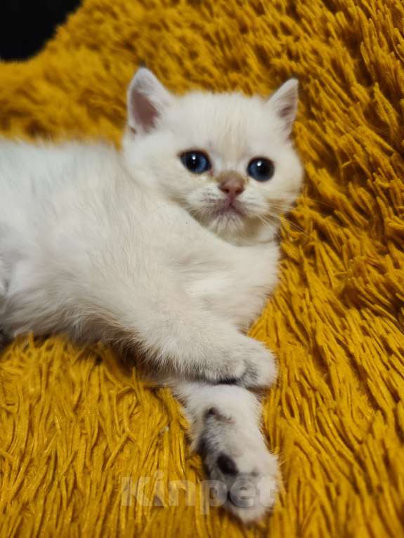 Кошки в Туле: Шотландские золотые котята Разнополые, 17 000 руб. - фото 8