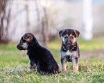 Собаки в Химках: Нюша и Плюша 🎀🎀 Девочка, Бесплатно - фото 9