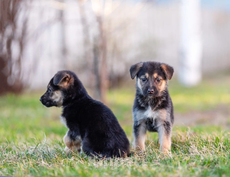Собаки в Химках: Нюша и Плюша 🎀🎀 Девочка, Бесплатно - фото 9