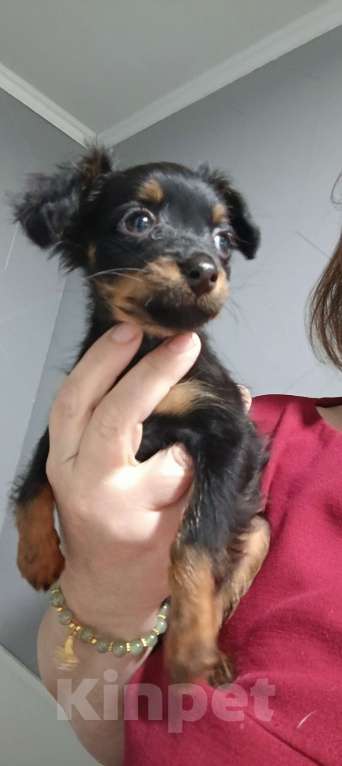 Собаки в Великом Новгороде: Русский той длинношёрстный Мальчик, 30 000 руб. - фото 5