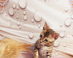 Кошки в Химках: Клубные чистокровные бенгальские котята  Мальчик, 50 000 руб. - фото 6
