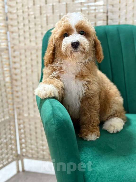 Собаки в Туле: Лабрадудль девочка Девочка, 200 000 руб. - фото 4