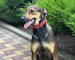 Собаки в Москве: Метиска Добермаша ищет новый дом  Девочка, Бесплатно - фото 4