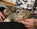 Кошки в Москве: Котёнок в добрые руки Девочка, Бесплатно - фото 6