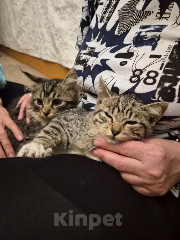 Кошки в Москве: Котёнок в добрые руки Девочка, Бесплатно - фото 6