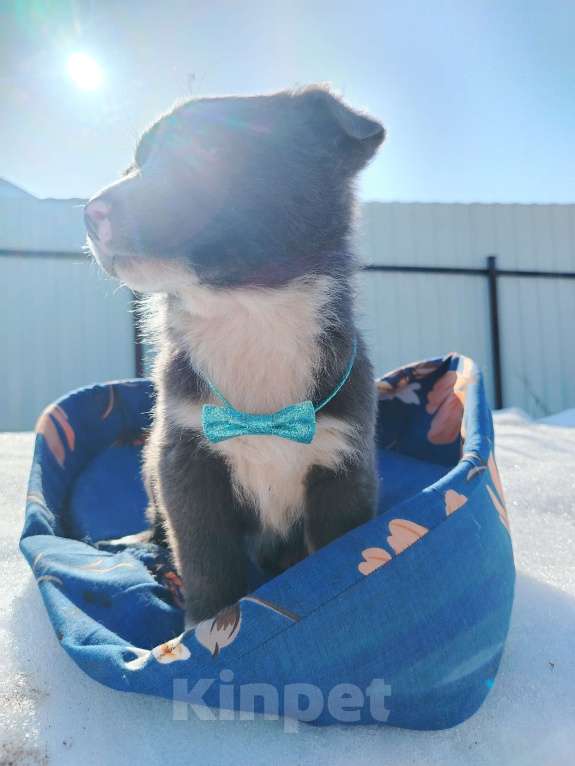 Собаки в Подольске: Щенок 1,5-2 месяца в добрые руки Мальчик, Бесплатно - фото 3