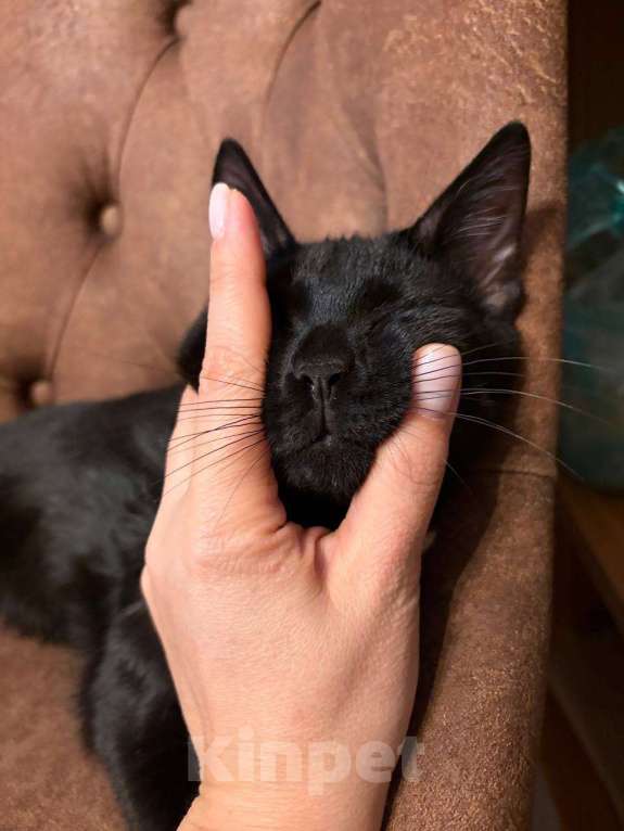 Кошки в других городах Московской области: Кошка в добрые руки. Гладкошерстная, умная приученная девочка Девочка, Бесплатно - фото 2