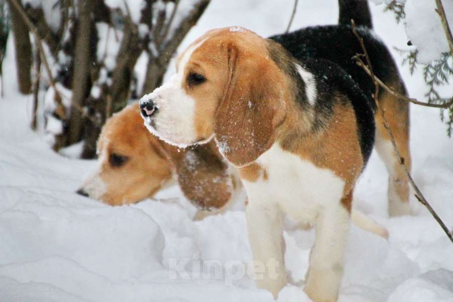 Собаки в Москве: Девочка бигля ркф Девочка, 80 000 руб. - фото 3