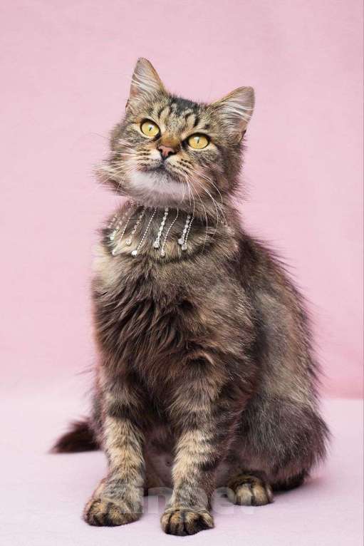 Кошки в Москве: Кошечка Серенада в поисках дома Девочка, Бесплатно - фото 1