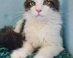 Кошки в Самаре: Котенок породы Мейн-кун, MCO male Lord, color n 03 22 Мальчик, 35 000 руб. - фото 4