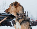 Собаки в Москве: особенный пёсик в поисках семьи Мальчик, Бесплатно - фото 2
