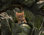 Кошки в Санкт-Петербурге: Рыжий котенок Мальчик, Бесплатно - фото 2