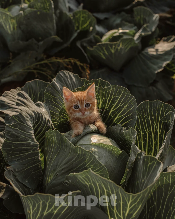 Кошки в Санкт-Петербурге: Рыжий котенок Мальчик, Бесплатно - фото 2
