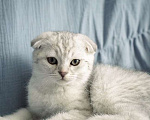 Кошки в Москве: Шотландский вислоухий котенок Мальчик, 17 000 руб. - фото 5