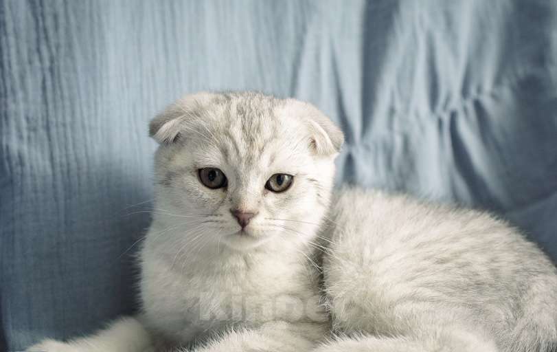 Кошки в Москве: Шотландский вислоухий котенок Мальчик, 17 000 руб. - фото 5