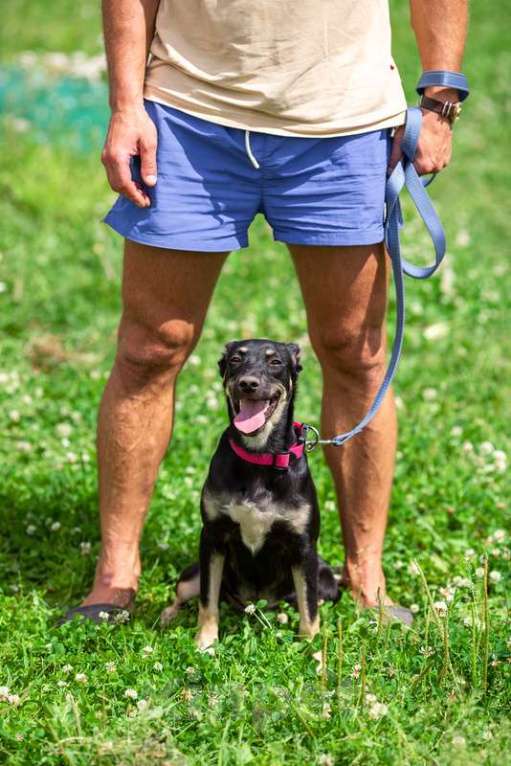 Собаки в Москве: Небольшая малышка щенок Сенди в добрые руки Девочка, 1 руб. - фото 6