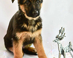 Собаки в Москве: Предлагается щенок немецкой овчарки Мальчик, 60 000 руб. - фото 2