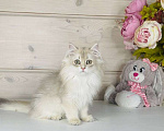 Кошки в других городах Ленинградской области: Британская длинношерстная шиншилла Мальчик, 60 000 руб. - фото 1