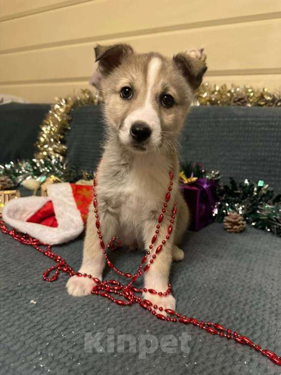 Собаки в Лосином-Петровском: Эдвин якутенок  Мальчик, Бесплатно - фото 9