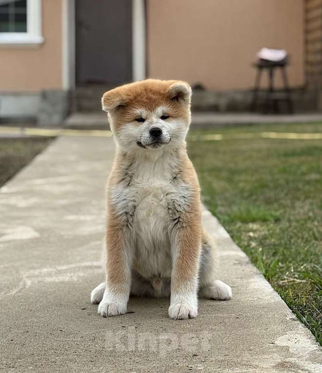 Собаки в Оренбурге: Мальчик Акита Мальчик, 70 000 руб. - фото 1