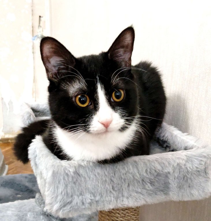 Кошки в Москве: Котёнок в добрые руки  Мальчик, Бесплатно - фото 4