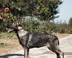 Собаки в Севастополе: щенок восточноевропейской овчарки, документы РКФ Девочка, 60 000 руб. - фото 1