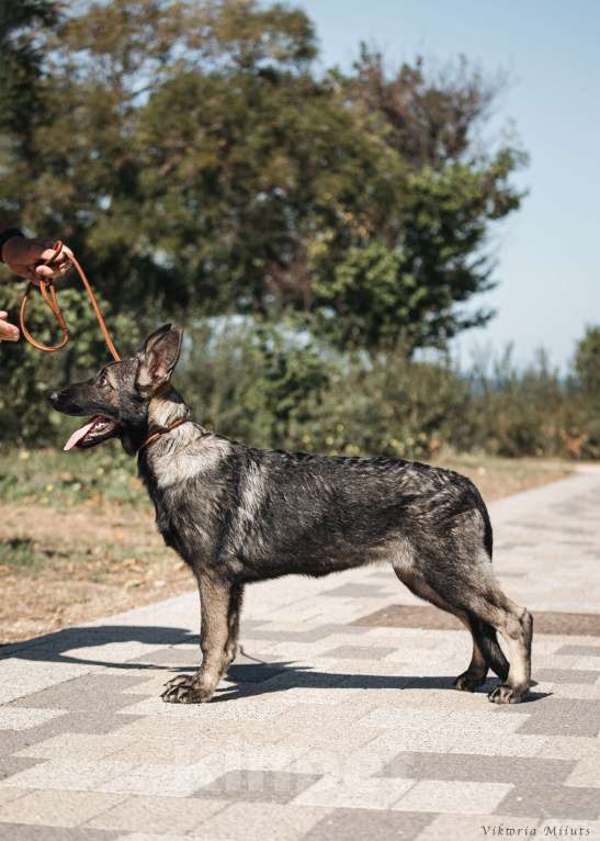 Собаки в Севастополе: щенок восточноевропейской овчарки, документы РКФ Девочка, 60 000 руб. - фото 1
