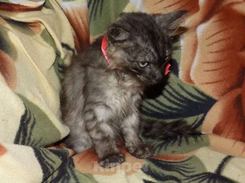 Кошки в Москве: Ojos Azules, девочка непоинтового окраса Девочка, 30 000 руб. - фото 2