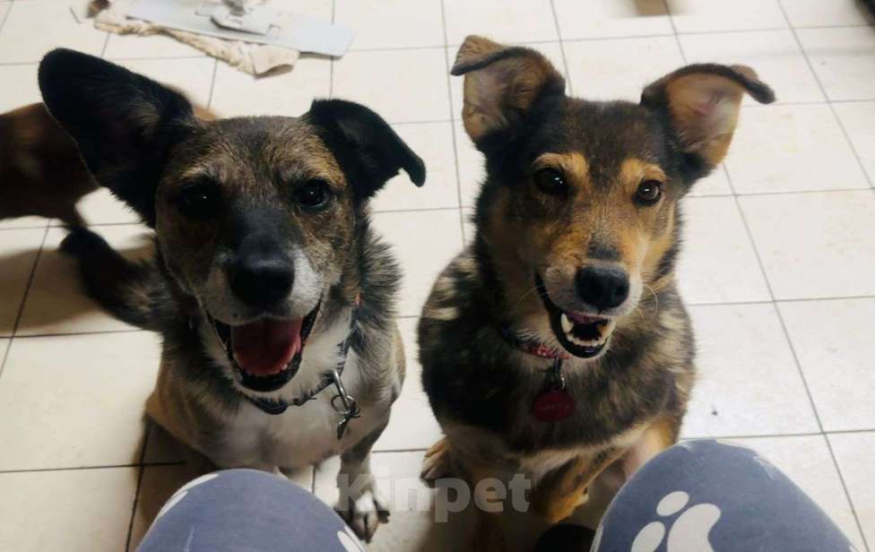 Собаки в Москве: Азура тоже заслужила своё счастье  Девочка, Бесплатно - фото 3