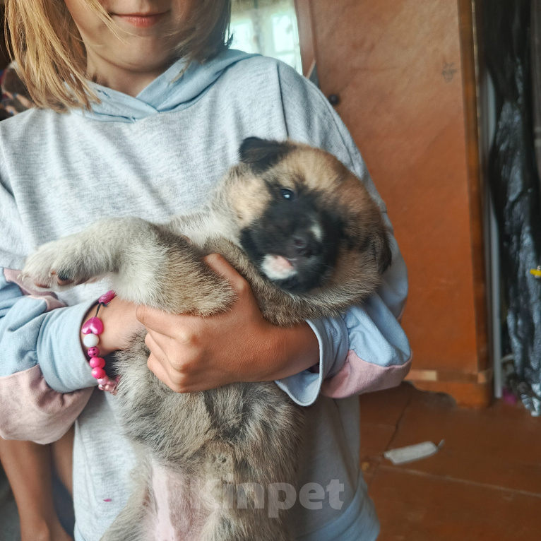 Собаки в других городах Ленинградской области: Щенок в добрые руки Девочка, Бесплатно - фото 1