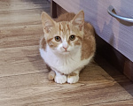 Кошки в Калуге: Котенок в добрые руки Девочка, Бесплатно - фото 3