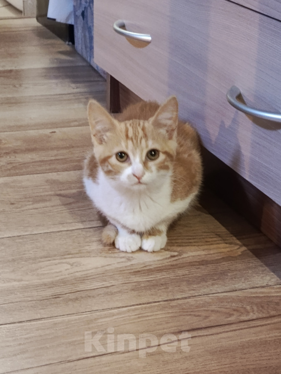 Кошки в Калуге: Котенок в добрые руки Девочка, Бесплатно - фото 3