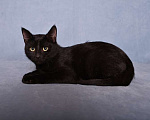 Кошки в Москве: Котенок черный Степа в добрые руки Мальчик, 1 руб. - фото 5