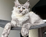 Кошки в Москве: Котята Мейн Кун Девочка, 50 000 руб. - фото 4