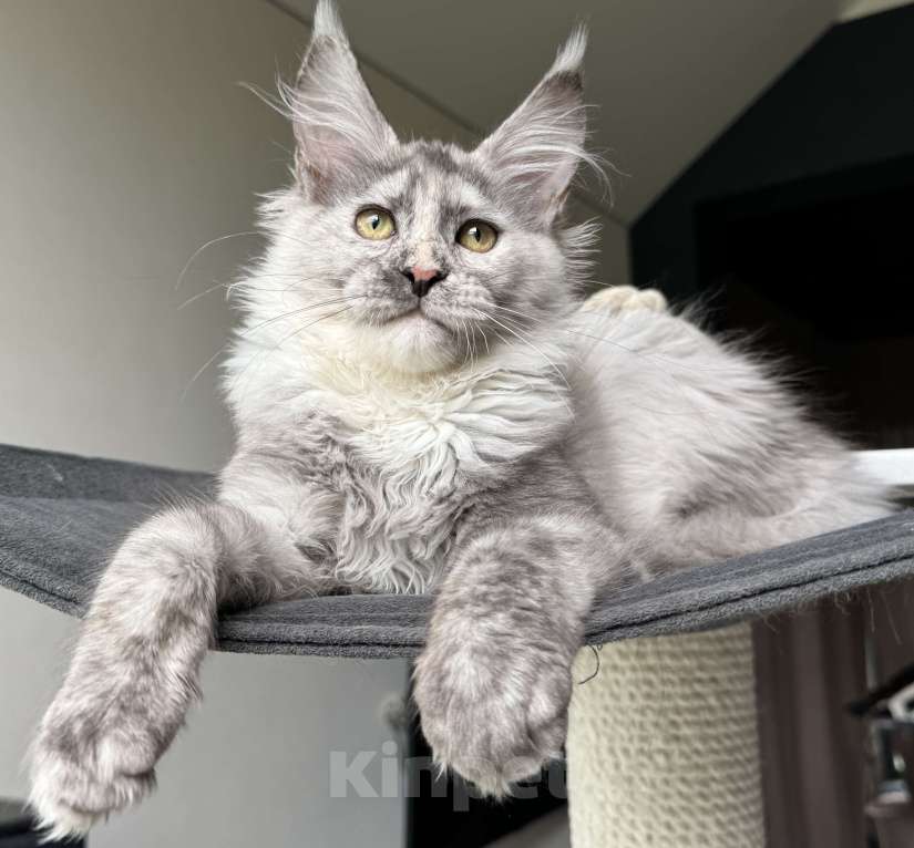 Кошки в Москве: Котята Мейн Кун Девочка, 50 000 руб. - фото 4