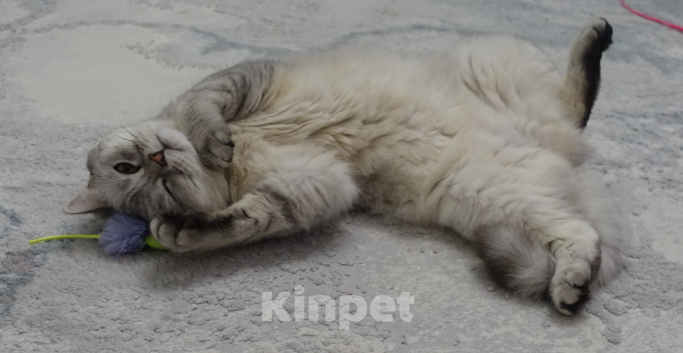 Кошки в Калининграде: Отдам в хорошие руки. Девочка, Бесплатно - фото 1