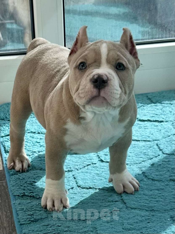 Собаки в Лыткарино: Американский булли девочка Девочка, 200 000 руб. - фото 2