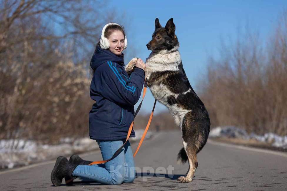 Собаки в Москве: Альянс, скромный нежный мальчик из приюта, ждет свою семью Мальчик, Бесплатно - фото 4
