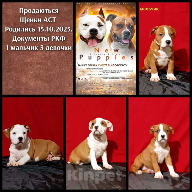 Собаки в Новочеркасске: Щенки АСТ Мальчик, 45 000 руб. - фото 1