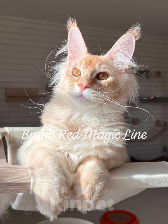 Кошки в Наро-Фоминске: Bruno. Male. MCO ds25 Born 27.12.24 Мальчик, 100 000 руб. - фото 4