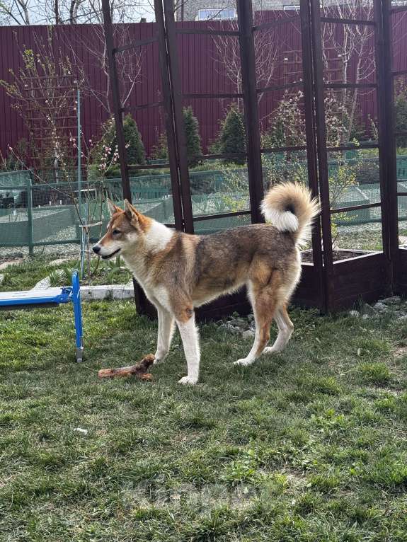 Собаки в Новороссийске: Ищу хозяина пропавшей собаки Девочка, Бесплатно - фото 2