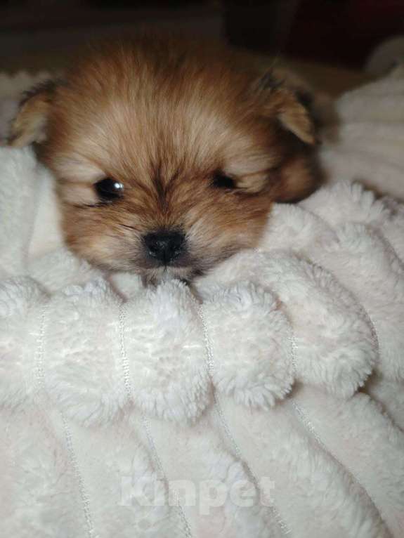 Собаки в Москве: Щенок померанского шпица Девочка, 120 000 руб. - фото 1