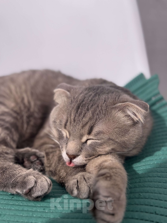 Кошки в Уфе: В добрые руки! Арчи ищет новых хозяев❤️ Мальчик, Бесплатно - фото 2