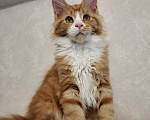 Кошки в Омске: Продаётся котенок мейн- кун Девочка, 60 000 руб. - фото 6