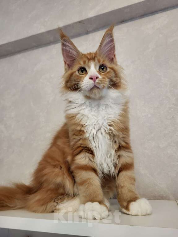 Кошки в Омске: Продаётся котенок мейн- кун Девочка, 60 000 руб. - фото 6