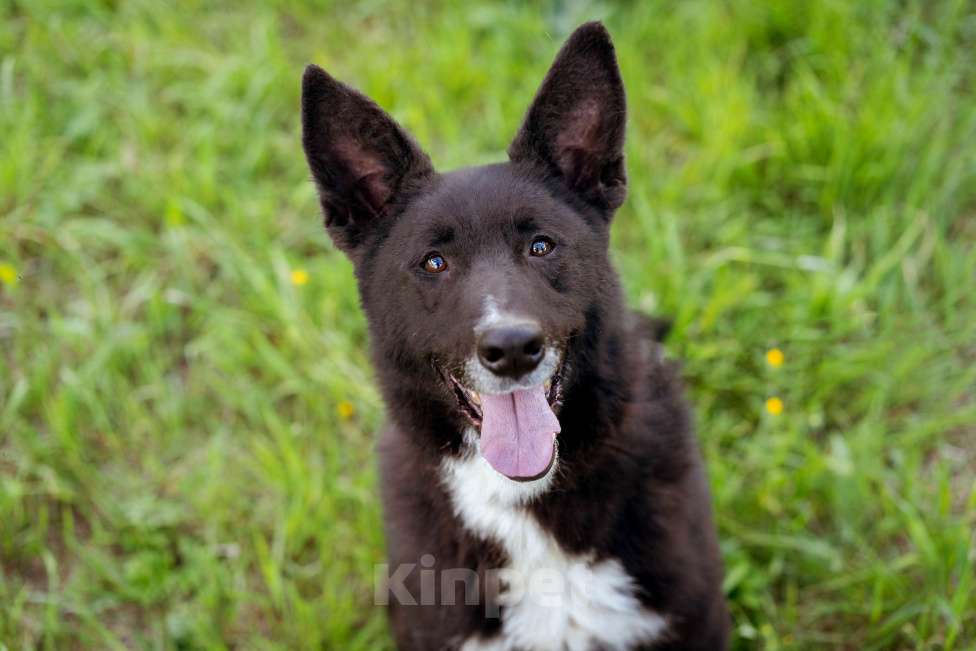 Собаки в Москве: Собака-компаньон в добрые руки! Мальчик, Бесплатно - фото 10