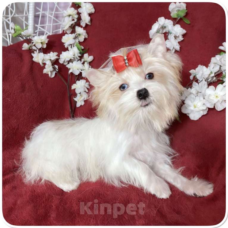 Собаки в Москве: Йорк с голубыми глазами девочка подрощенная Девочка, 130 000 руб. - фото 3