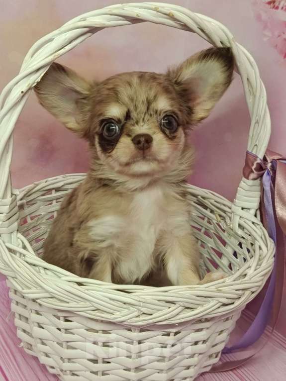 Собаки в других городах Московской области: Винтик Мальчик, 45 000 руб. - фото 1