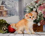 Кошки в Москве: Британские Новогодние котята. Мальчики и девочки. Мальчик, Бесплатно - фото 7