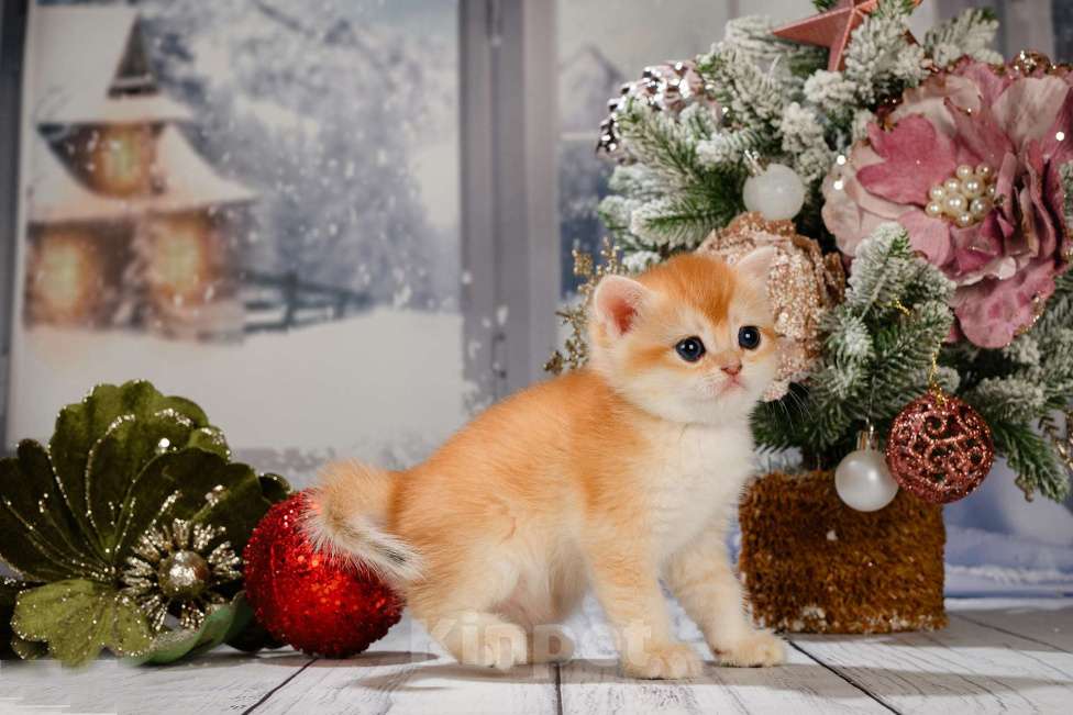 Кошки в Москве: Британские Новогодние котята. Мальчики и девочки. Мальчик, Бесплатно - фото 7